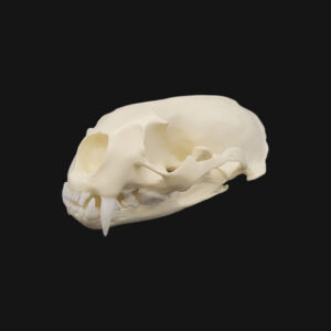 Pack "loutre géante" – Image 3