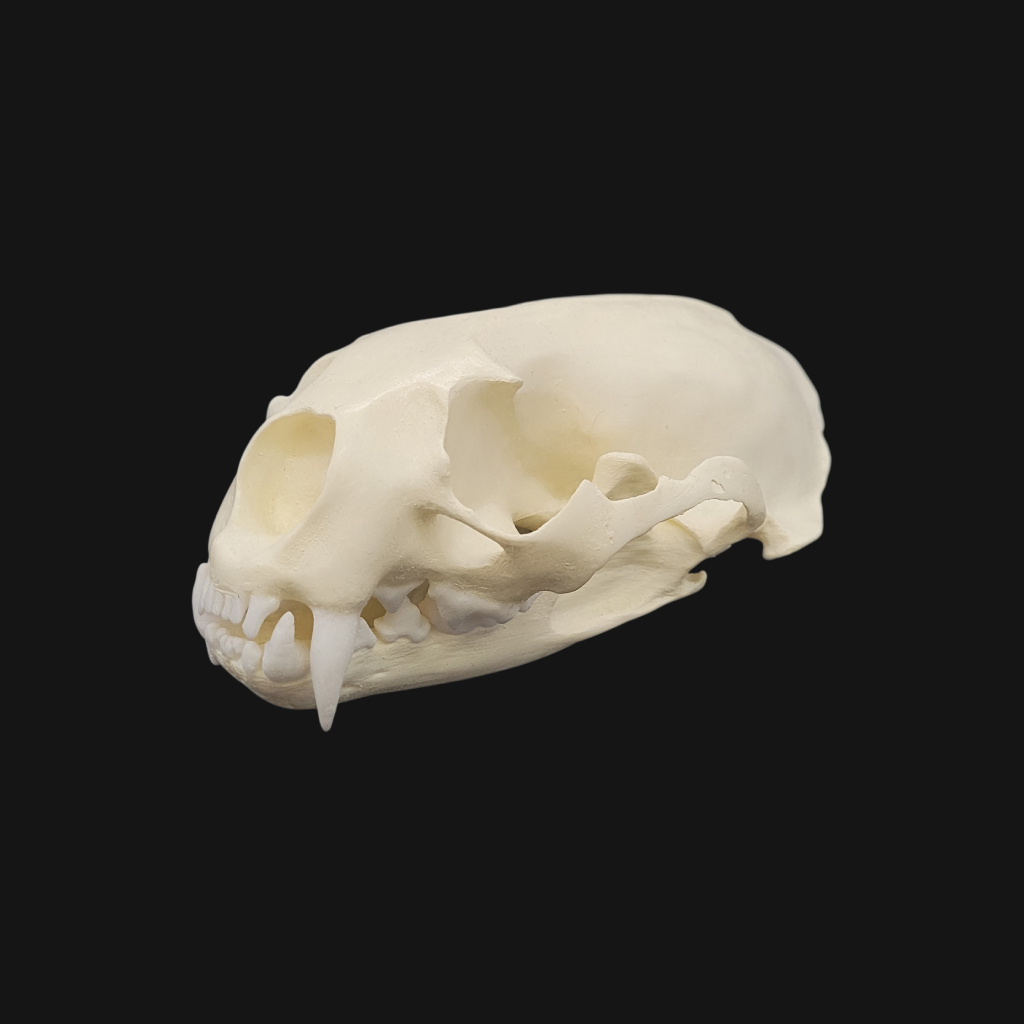 Pack "loutre géante" – Image 3