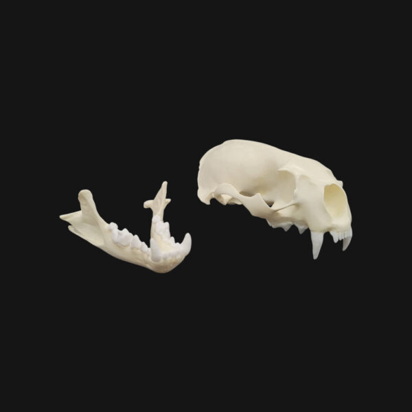 Pack "loutre géante"