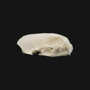 Pack "loutre géante" – Image 5