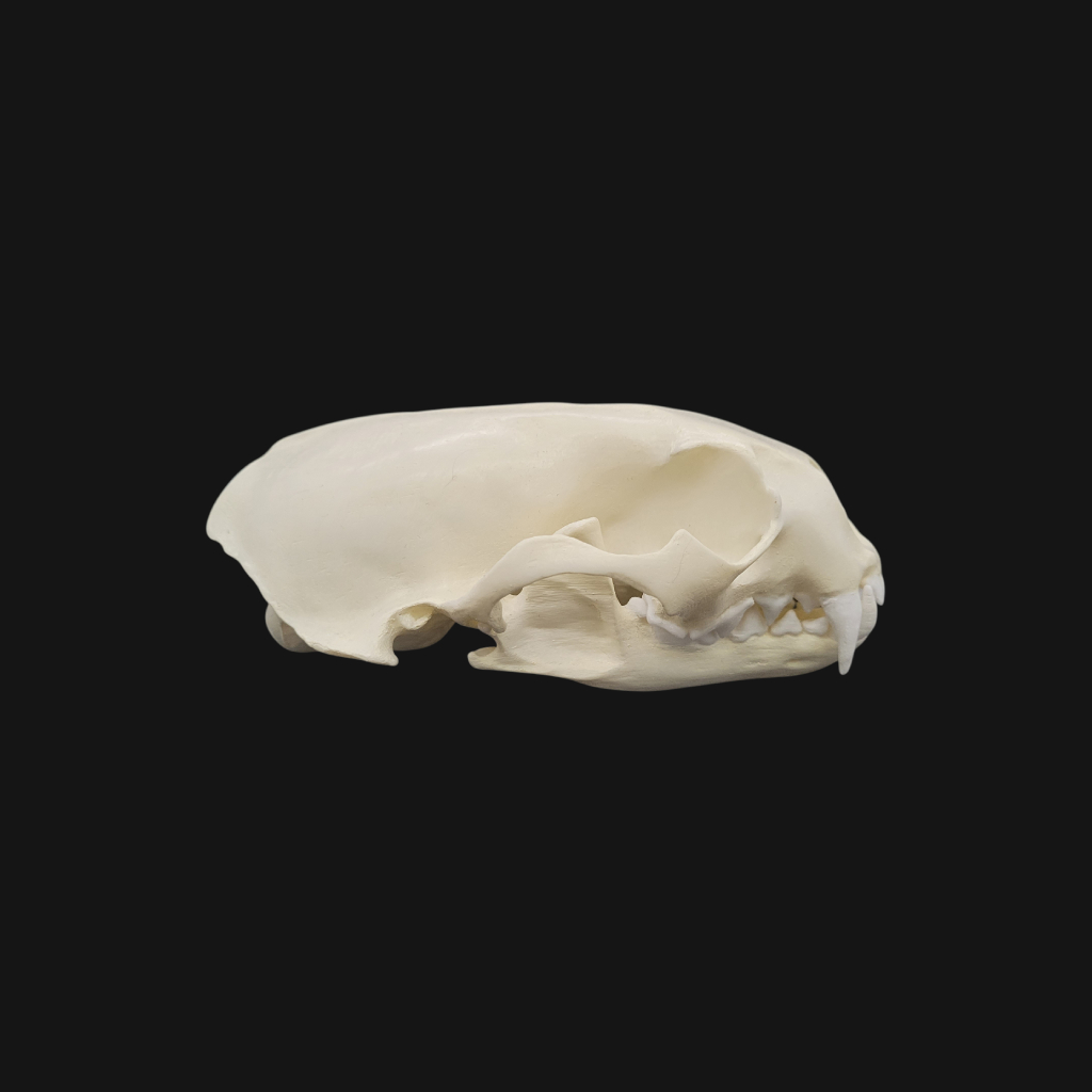 Pack "loutre géante" – Image 5