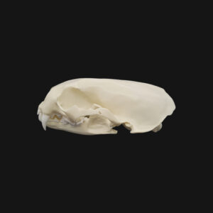 Pack "loutre géante" – Image 6