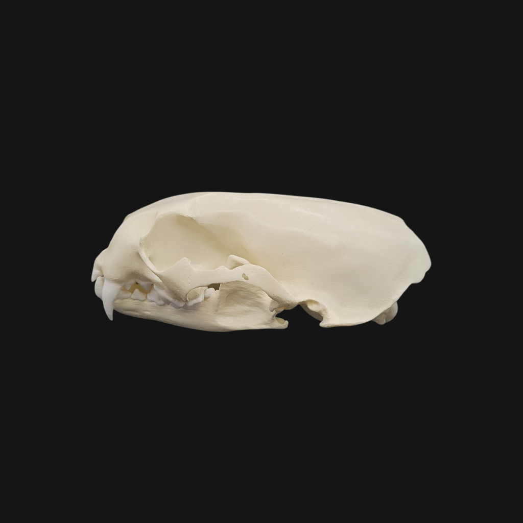 Pack "loutre géante" – Image 6