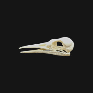 Pack "martin-pêcheur" – Image 7