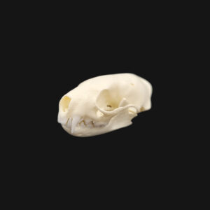 Crâne de vison d'Amérique – Image 4