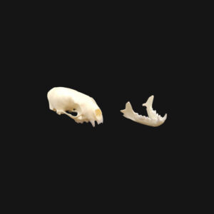 Crâne de vison d'Amérique – Image 5