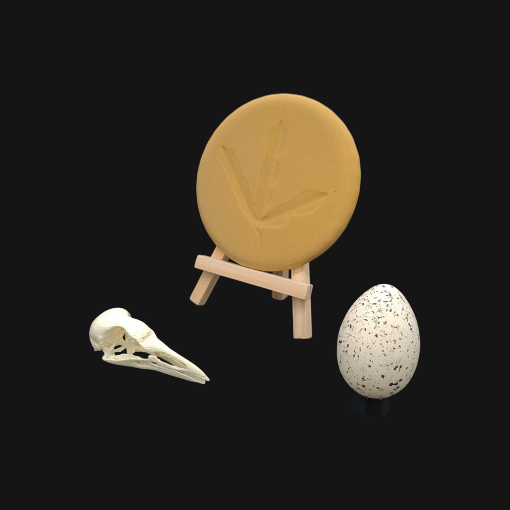 Pack "foulque macroule" – Image 1