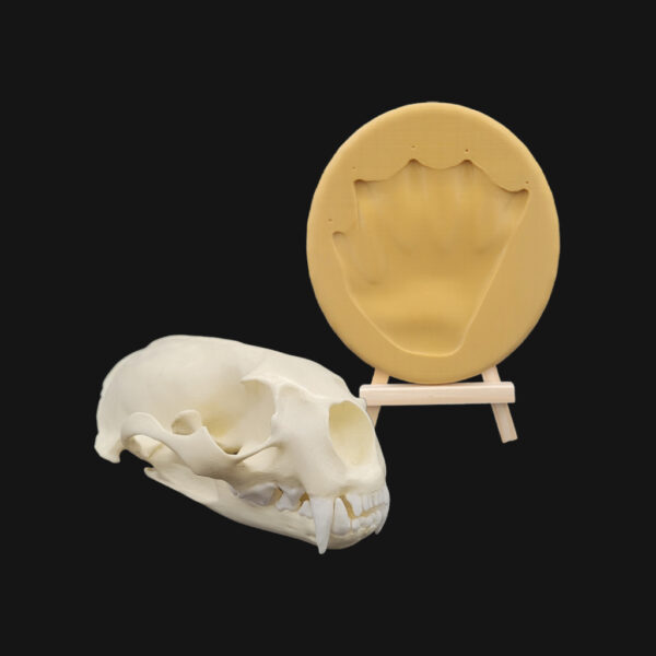 Pack "loutre géante"