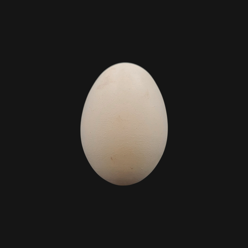 Œuf de calao terrestre